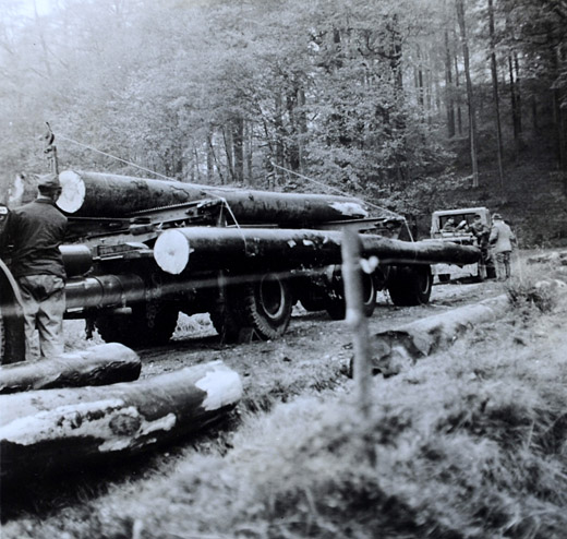 Foto Aufrollen von Langholz mit Seilwinde