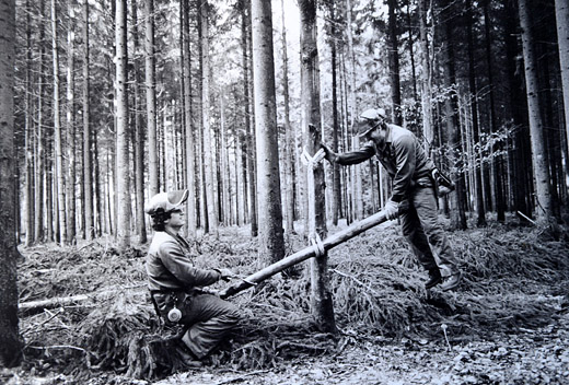 Foto Entspannung bei der Waldarbeit