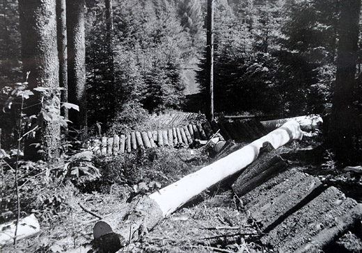 Foto Rinde für Gerbzwecke