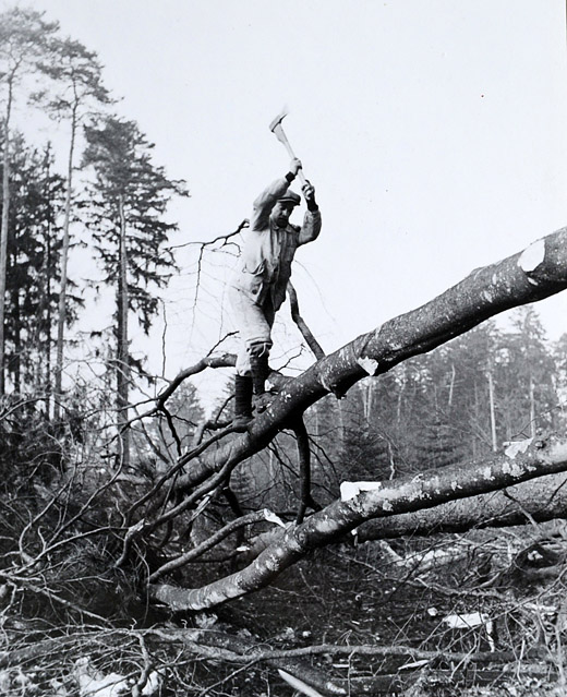 Foto Kriegsrodungen