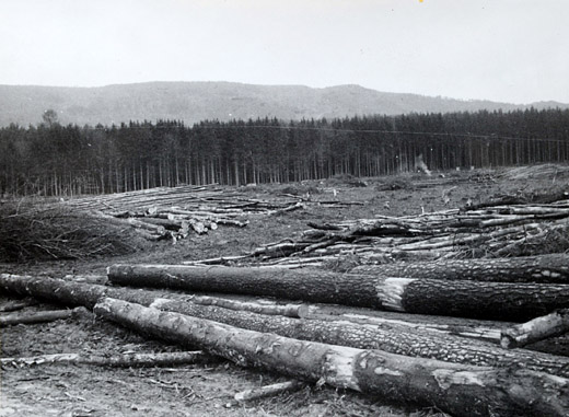 Foto Kriegsrodung