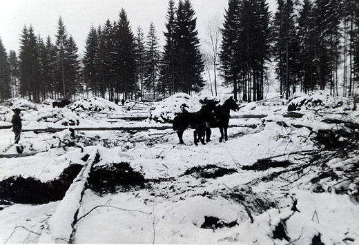 Foto Rodung für Eisenwerk