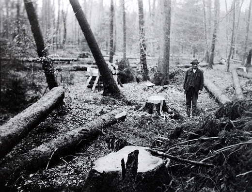 Foto Unfall beim Fällen von Windwurfholz