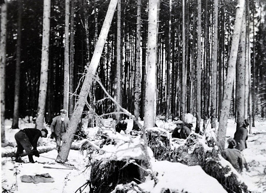 Foto Aufrüsten von Windfallholz