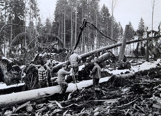 Foto Windwurfholz
