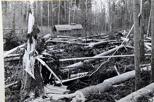 Foto Windwurf im Wald