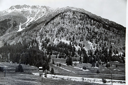 Foto Lärchenwickler