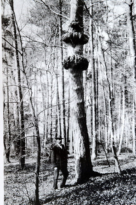 Foto Föhrenkrebs