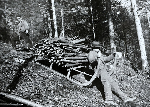 Foto Asttransport mit Hornschlitten