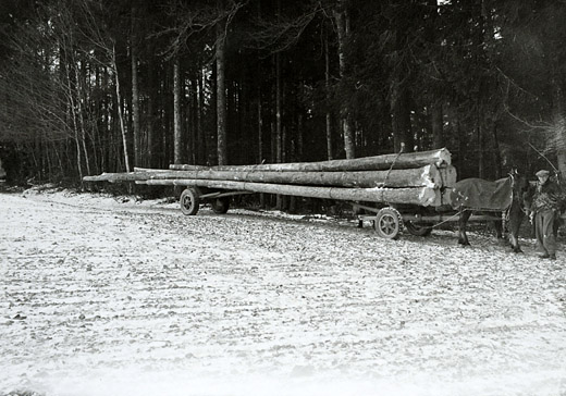 Foto Langholztransport mit pferdefuhrwerk
