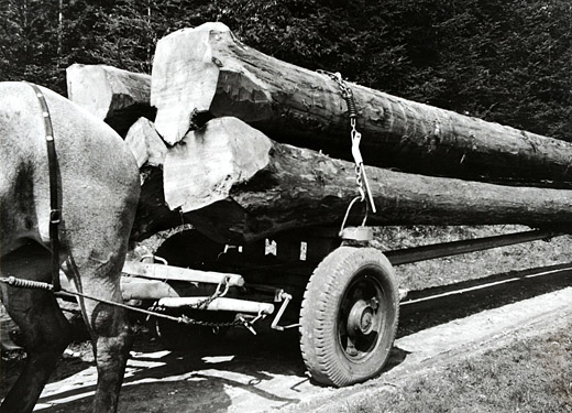 Foto Langholztransport mit Pferden