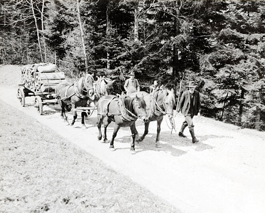 Foto Brennholztransport mit Pferden