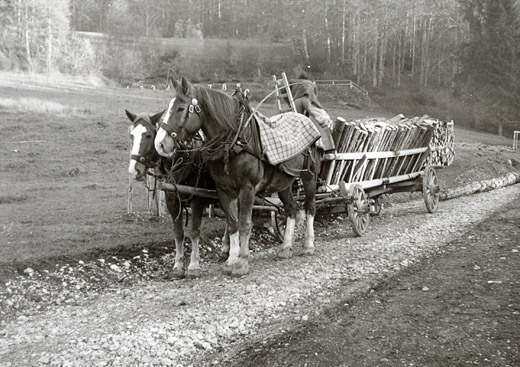 Foto Brennholztransport mit Pferden