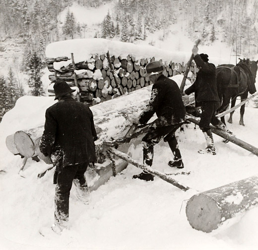 Foto Blockholz laden auf Pferdefuhrwerk