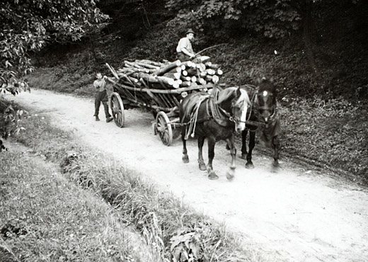 Foto Brennholztransport mit Pferdefuhrwerk