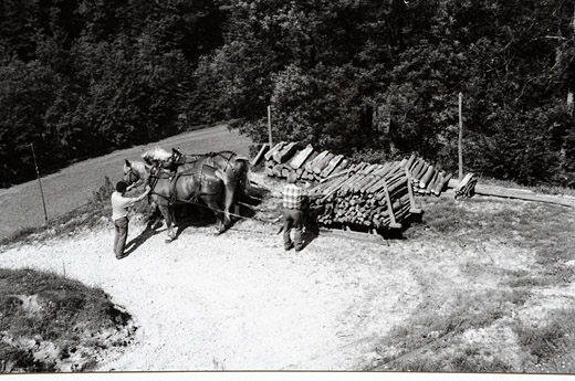 Foto Brennholztransport