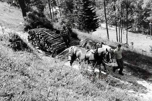 Foto Brennholztransport