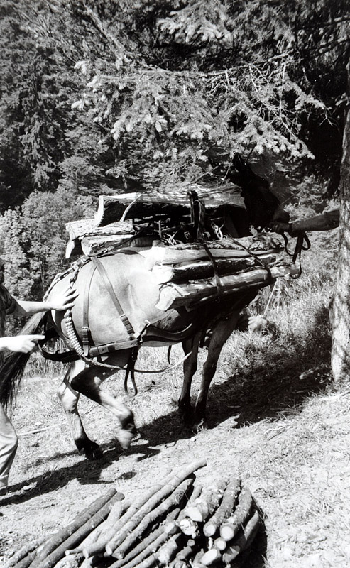 Foto Brennholztransport mit Esel