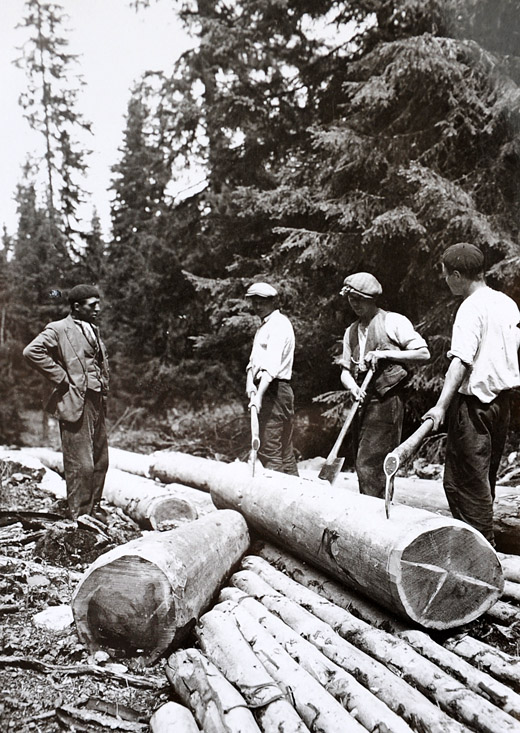 Foto Reisten von Stammholz