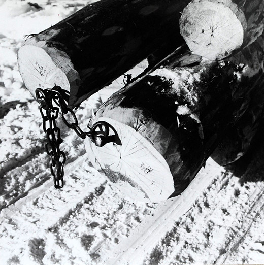 Foto Guntlen im Stammholz