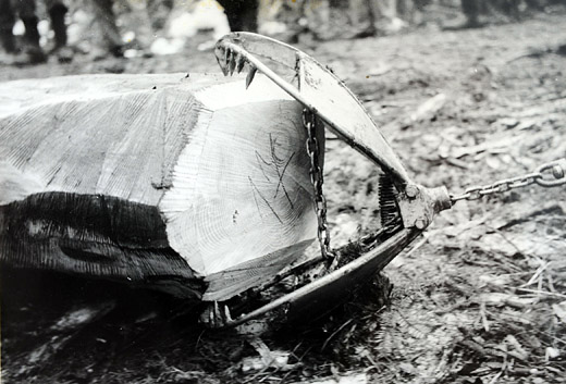 Foto Haifisch Schleppzange
