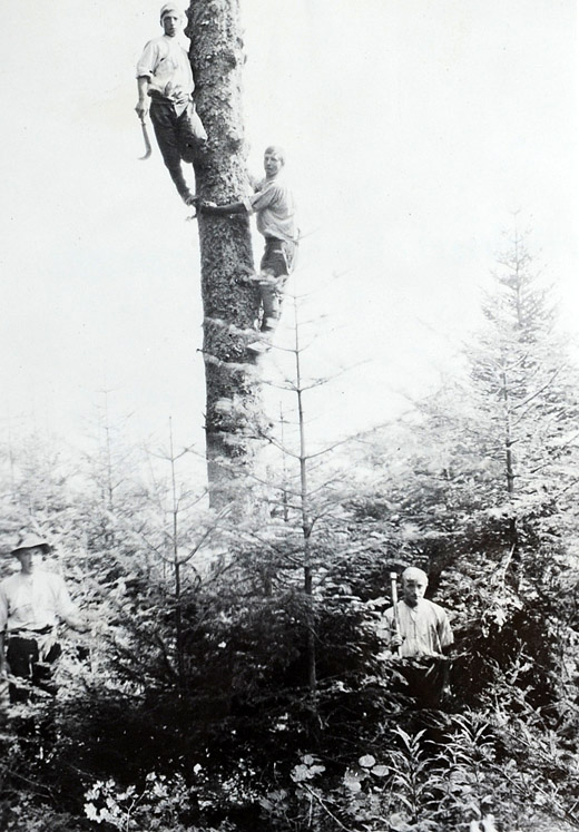 Foto Entasten eines stehenden Baumes
