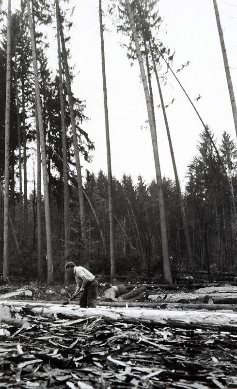 Foto Entrinden von Sturmholz