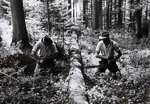 Foto Trennschnitt mit Waldsäge