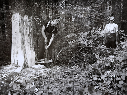 Foto Keilen und beobachten des Baumes