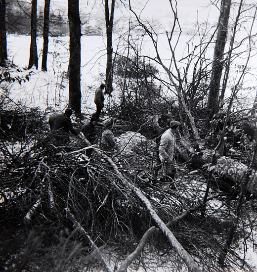 Foto Gemeinsames Arbeiten im Wald