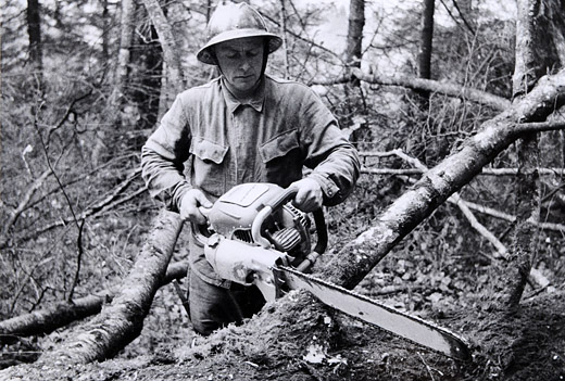 Foto Entasten mit Stihl Contra