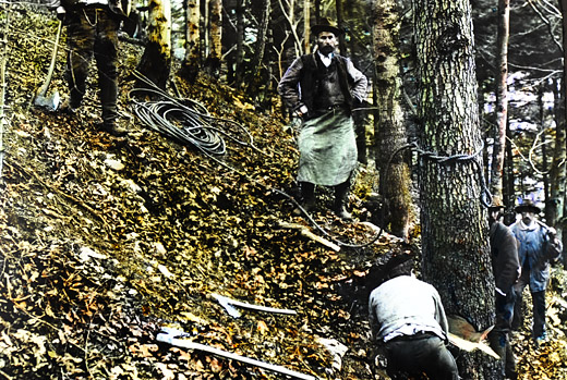 Foto Abseilen von Stammholz