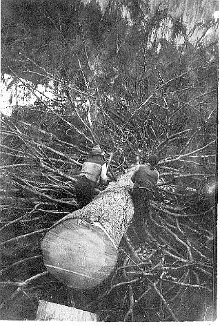 Foto Entasten eines Stammes