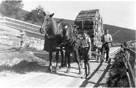 Foto Brennholztransport mit Ross und Wagen