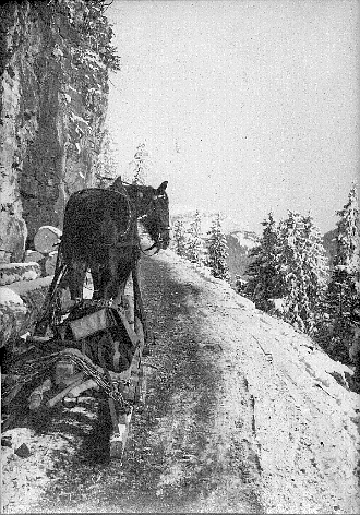 Foto Pferd mit Rückeschlitten