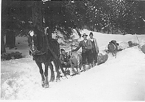 Foto Holztransport mit Pferd