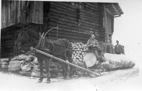 Foto Holztransport mit Pferd