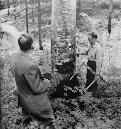 Foto Holz anzeichnung