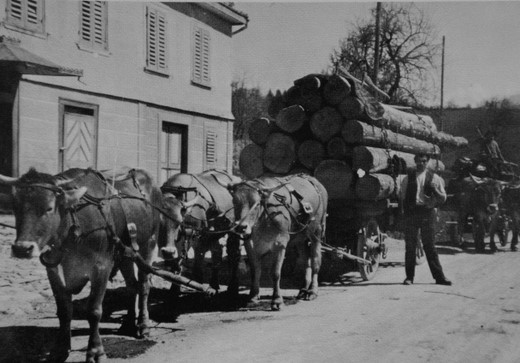 Foto Holztransport mit Kühen