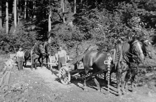 Foto Brennholzrücken mit Pferden