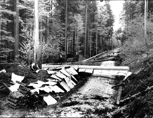 Foto Fichtenrinde für Gerbzwecke