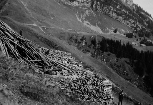 Foto Brennholz von Sturmereignis aufgearbeitet