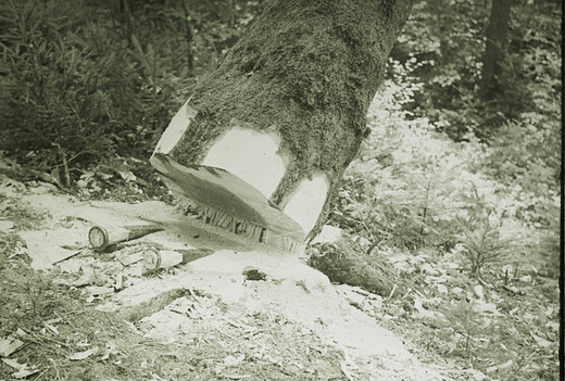 Foto Keilen einer Weisstanne