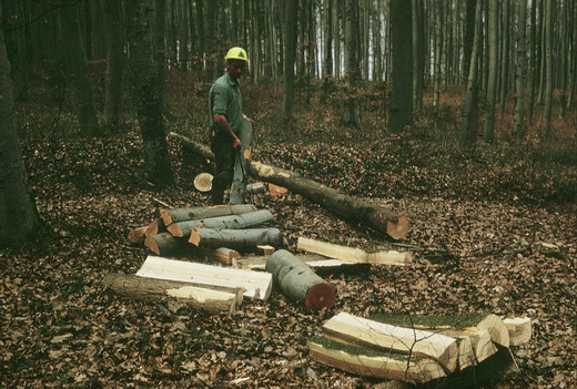 Foto Brennholz rüsten