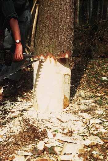 Foto Handholzerei Fällschnitt Faulbaum