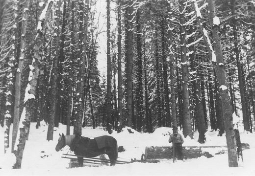 Foto Holzrücken mit Pferd und Bockschlitten