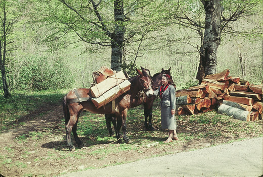 Foto Brennholz Transport mit Maultieren