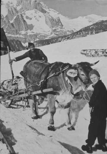 Foto Hornschlitten
