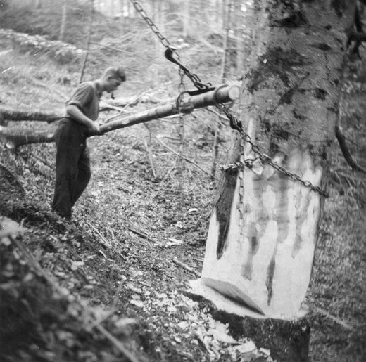 Foto Kettenwaldteufel