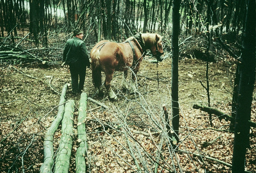 Foto Rücken mit Pferd
